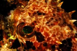 porcupine fish at anilao,philippines by Parvin Dabas 